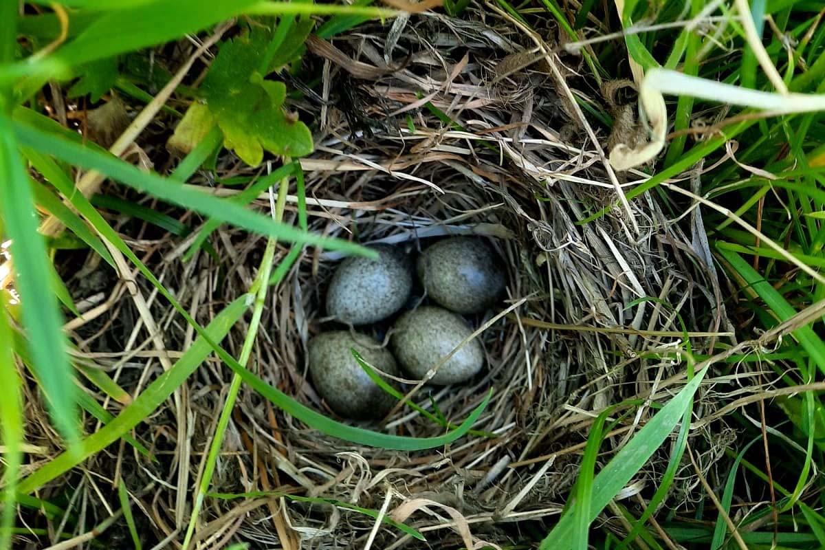 Foto nest veldleeuwerik door Michiel van Dien