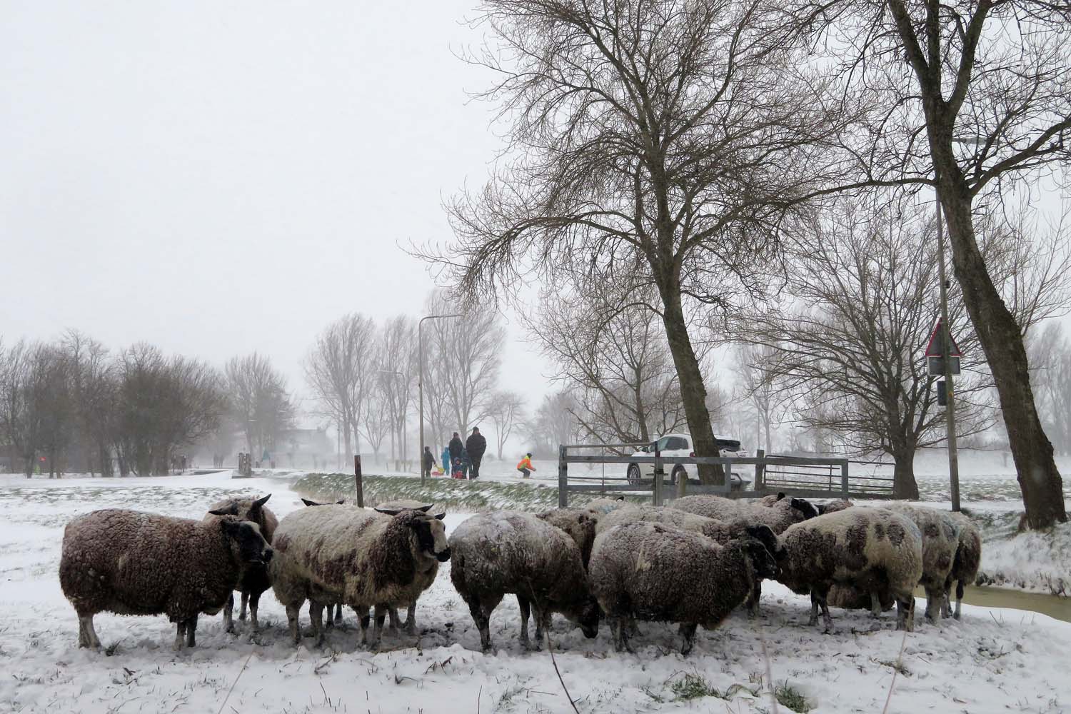 Winter in Schipluiden - 7 februari 2021